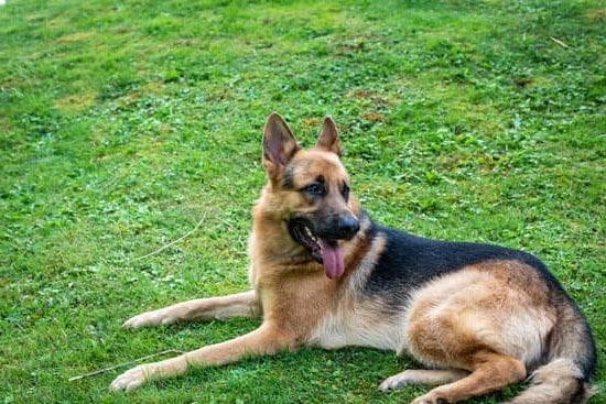 House Train Any Dog Review House Train Any Dog Review
