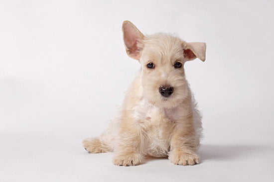 House Trained Dog Peeing In Crate