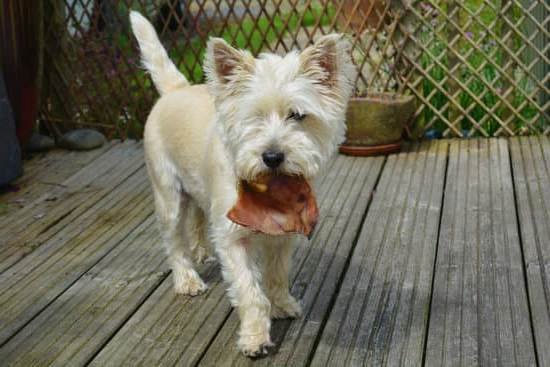 House Training A Dog That Has Lived Outside House Training A Dog That Has Lived Outside