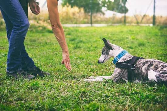 House Training A Stubborn Dog