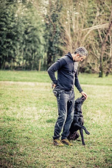 House Training Male Dogs House Training Male Dogs