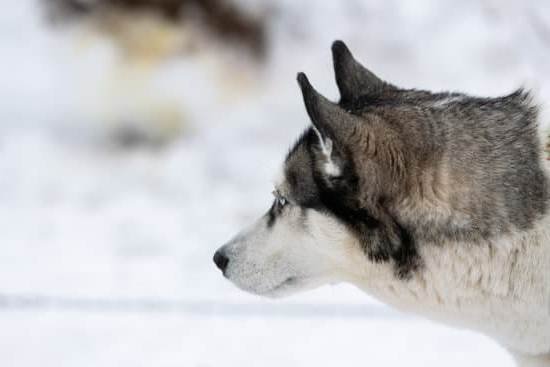 House Training Spray For Dogs