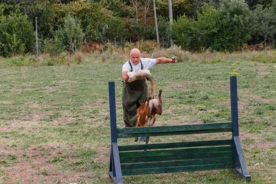 How Do I Leash Train My Dog