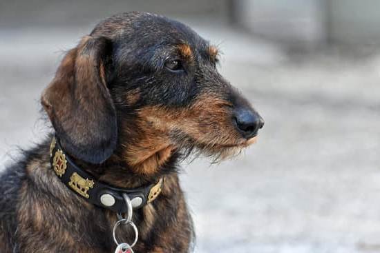 How Do You Crate Train An Older Dog How Do You Crate Train An Older Dog