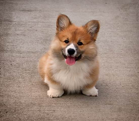 How Do You Train Dogs To Pee Outside