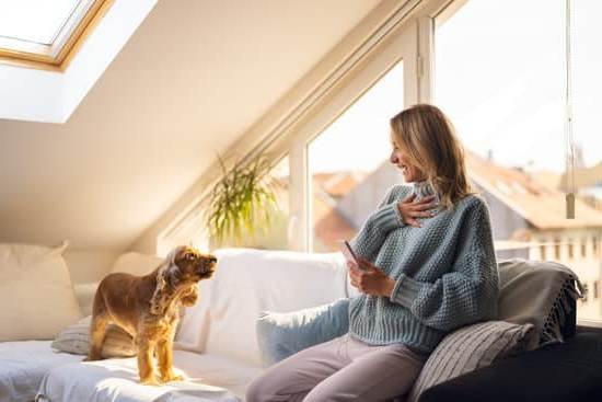 How To Become A Service Dog Trainer How To Become A Service Dog Trainer