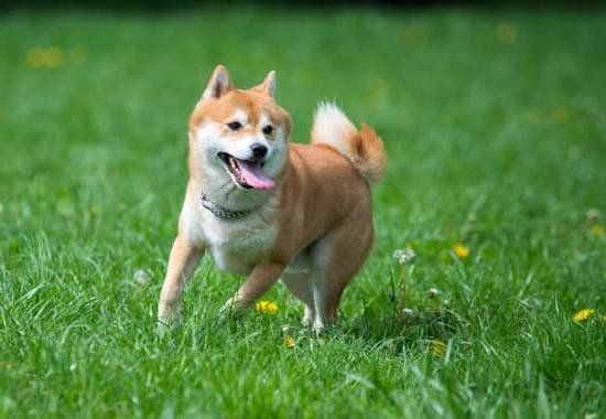 How To Crate Train A Dog Quickly How To Crate Train A Dog Quickly