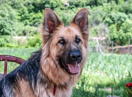 How To Get Into Training Service Dogs