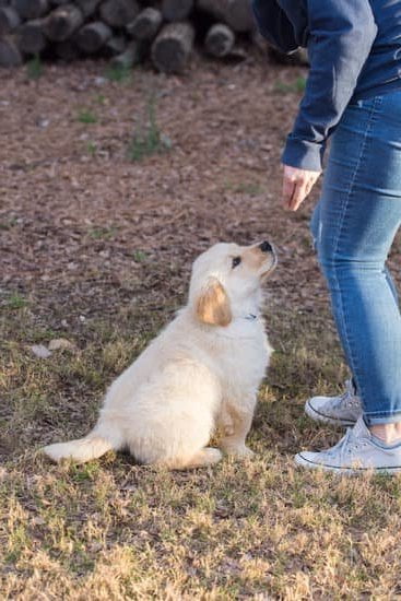 How To House Train A Dog Fast