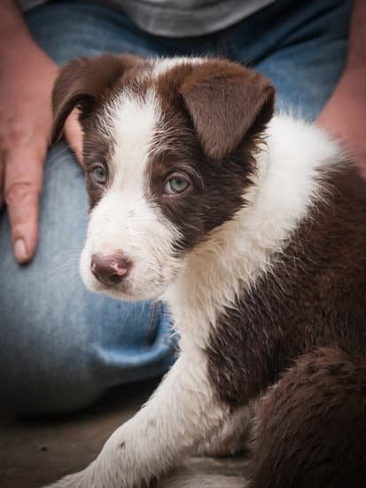 How To House Train A Male Dog 1 How To House Train A Male Dog