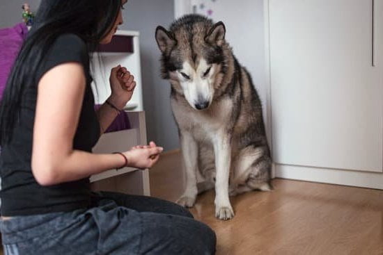 How To House Train A Small Breed Dog 1 How To House Train A Small Breed Dog