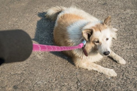 How To House Train A Stubborn Dog