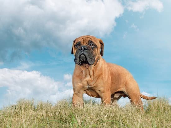 How To House Train An Adopted Older Dog 1 How To House Train An Adopted Older Dog
