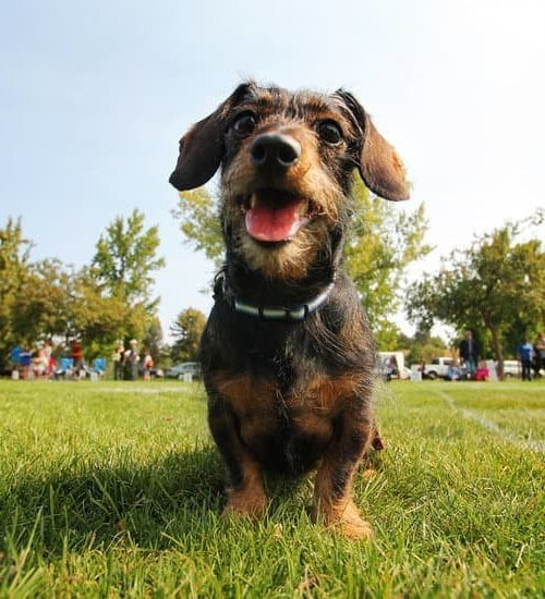 how-to-house-train-an-older-rescue-dog-every-day-interests