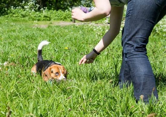 How To Leash Train My Dog