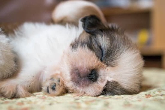 How To Start Crate Training A Dog 1 How To Start Crate Training A Dog