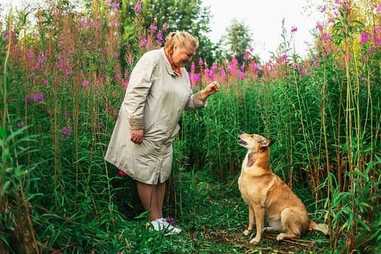 How To Train A Dog That Barks At Everything