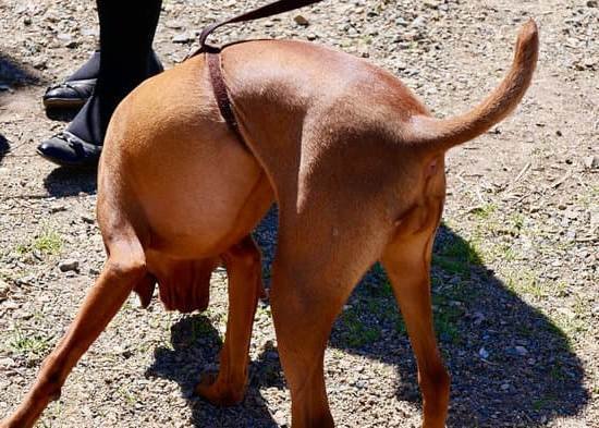 How To Train A Dog To Bark