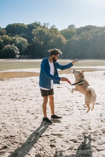 How To Train A Dog To Walk On The Leash 1 How To Train A Dog To Walk On The Leash