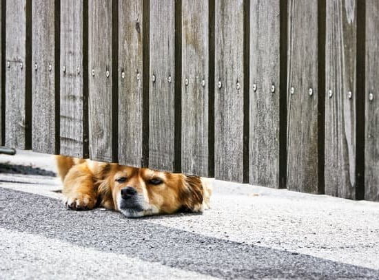 How To Train A Dog Without A Crate How To Train A Dog Without A Crate