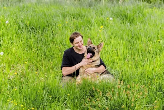 How To Train A Service Dog For Tbi