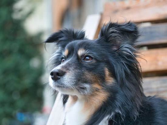 How To Train Adult Dog To Use Pee Pad 1 How To Train Adult Dog To Use Pee Pad