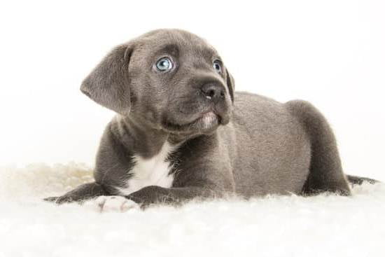How To Train Against Dog Aggression How To Train Against Dog Aggression