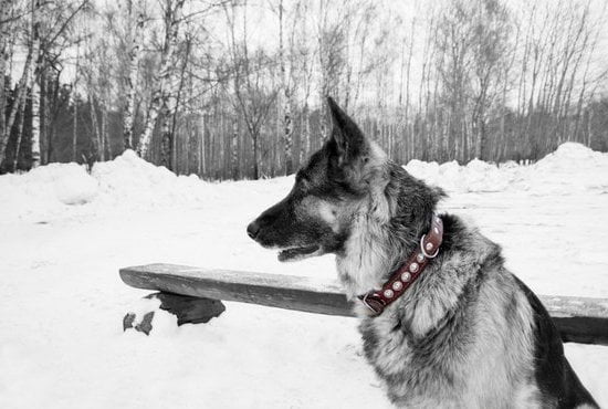 How To Train An Autism Service Dog How To Train An Autism Service Dog