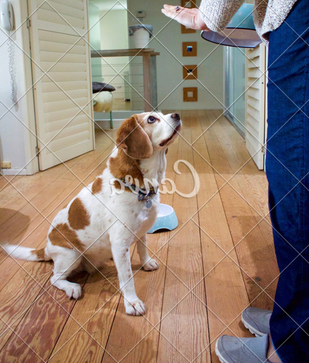 How To Train Dog Not To Bark At Other Dogs Every Day Interests