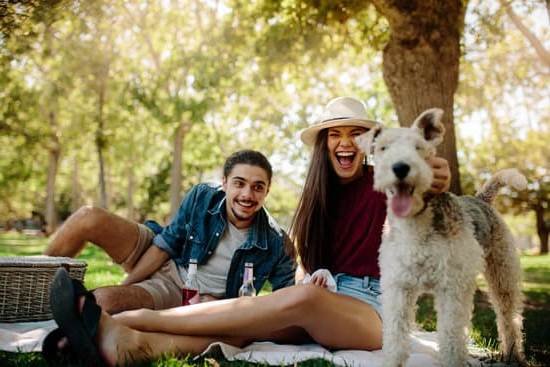 How To Train Dog Not To Bark Out Window 1 How To Train Dog Not To Bark Out Window