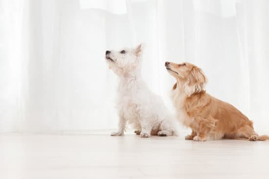 How To Train Dog Not To Bark When Alone How To Train Dog Not To Bark When Alone