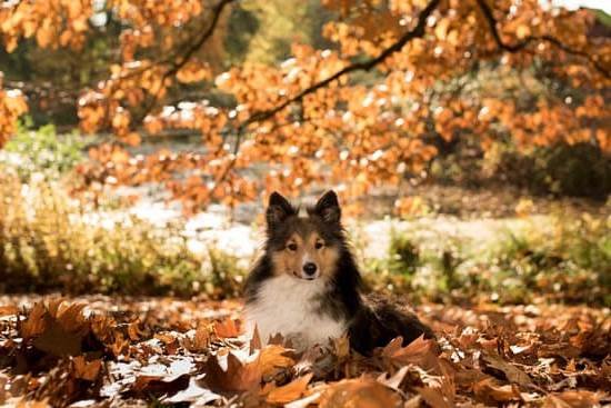 How To Train Dog Pee And Poop How To Train Dog Pee And Poop