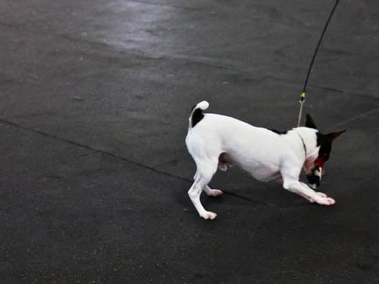 How To Train Dog To Pee In Certain Area 1 How To Train Dog To Pee In Certain Area