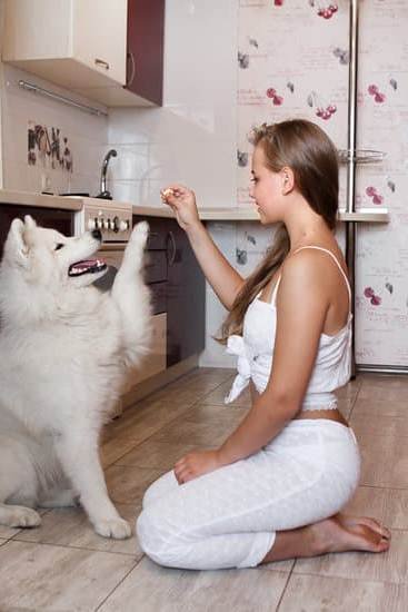 How To Train Dog To Use Bell For Potty How To Train Dog To Use Bell For Potty