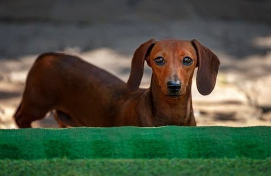 How To Train Dog To Use Doorbells How To Train Dog To Use Doorbells