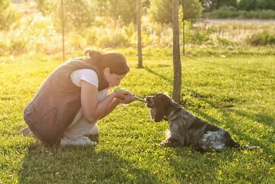 How To Train My Dog To Pee In One Spot How To Train My Dog To Pee In One Spot