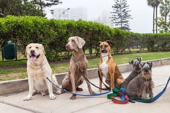 How To Train My Dog To Walk Without A Leash