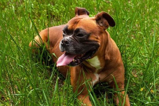 How To Train My Own Service Dog 1 How To Train My Own Service Dog