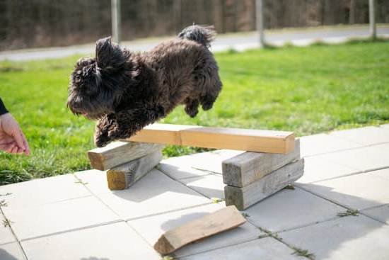 How To Train Your Dog For Service Animal How To Train Your Dog For Service Animal