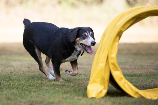 How To Train Your Dog From Barking At Strangers How To Train Your Dog From Barking At Strangers