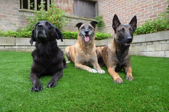 How To Train Your Dog Not To Bark At Strangers 1 How To Train Your Dog Not To Bark At Strangers