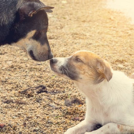 How To Train Your Dog To Become A Service Animal How To Train Your Dog To Become A Service Animal