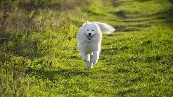 How To Train Your Dog To Come Off Leash How To Train Your Dog To Come Off Leash
