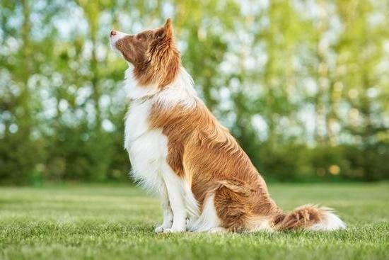 How To Train Your Dog To Not Tug On Leash 1 How To Train Your Dog To Not Tug On Leash