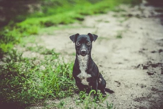 How To Train Your Dog To Use A Grass Patch How To Train Your Dog To Use A Grass Patch