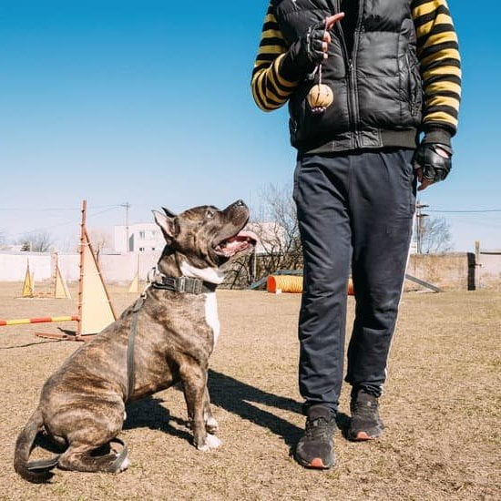 How To Train Your Dog To Use Bells How To Train Your Dog To Use Bells