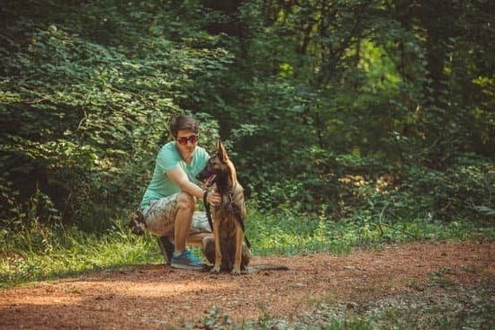 How To Train Your Dog To Walk With A Leash