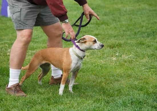 How To Use A Clicker To Train A Dog How To Use A Clicker To Train A Dog