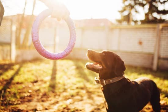How To Use A Dog Crate For House Training 1 How To Use A Dog Crate For House Training