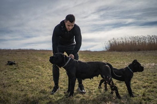 How To Use Dog Training Leash 1 How To Use Dog Training Leash